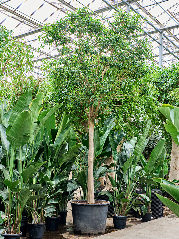 Planta naturala de interior Stem D175xH425cm Ficus benjamina 'Exotica' (400-450) PS95/72cm in pamant