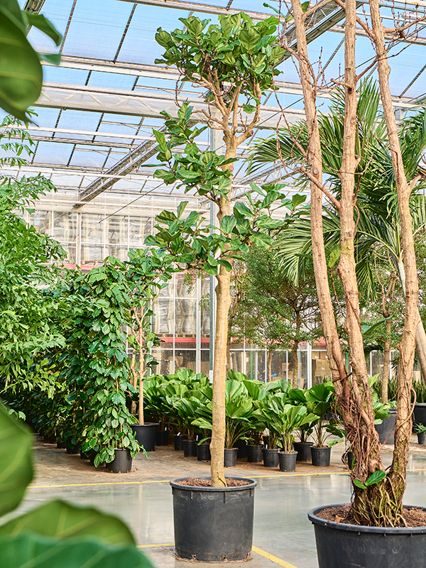 Planta naturala de interior Stem D175xH475cm Ficus lyrata PS80/65cm in pamant