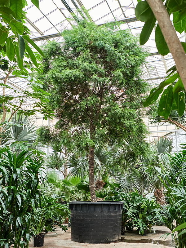 Planta naturala de interior Stem D175xH700cm Podocarpus gracilior PS155/100cm in pamant