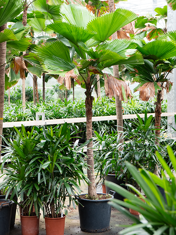 Planta naturala de interior Stem D180xH240cm Licuala grandis PS50/37cm in pamant