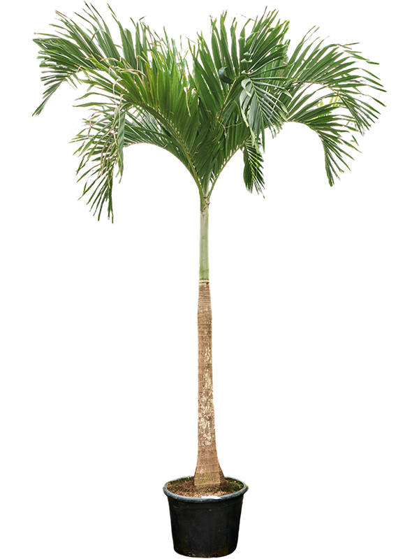 Planta naturala de interior Stem D180xH425cm Veitchia (Adonidia) merrillii (400-450) PS45/36cm in pamant