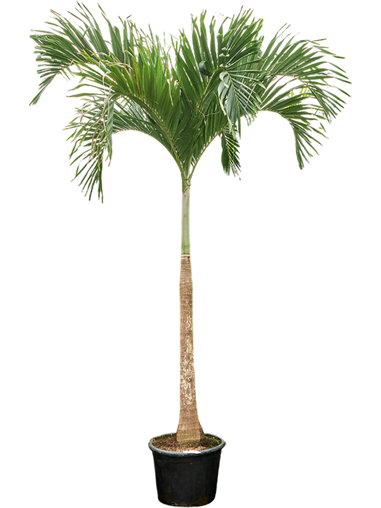 Planta naturala de interior Stem D180xH425cm Veitchia (Adonidia) merrillii (400-450) PS45/36cm in pamant