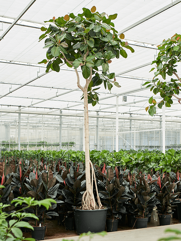 Planta naturala de interior Stem D180xH450cm Ficus benghalensis (400-450) PS70/51cm in pamant