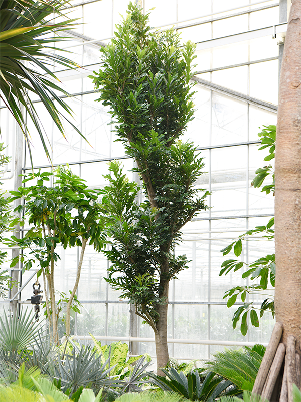 Planta naturala de interior Stem D180xH550cm Stenocarpus sinuatus (600-650) PS105/66cm in pamant