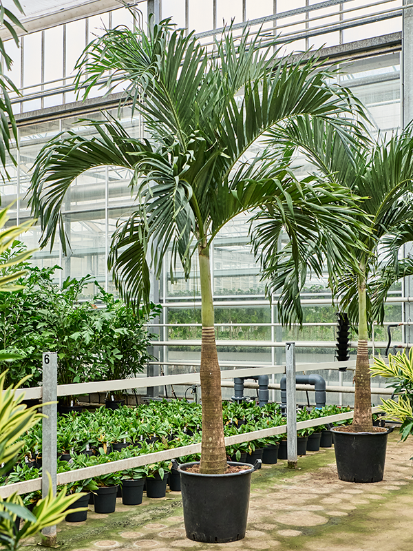 Planta naturala de interior Stem D190xH275cm Veitchia (Adonidia) merrillii PS52/45cm in pamant