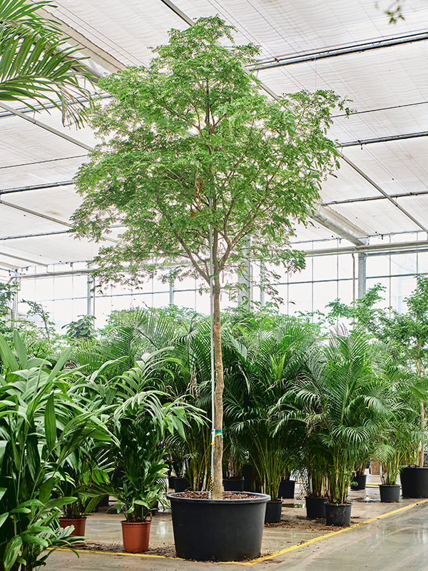 Planta naturala de interior Stem D200xH550cm Bulnesia arborea(500-600) PS96/55cm in pamant