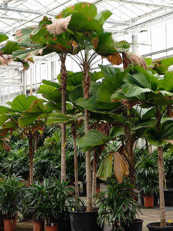 Planta naturala de interior Stem D200xH410cm Licuala grandis (390-430) PS70/51cm in pamant