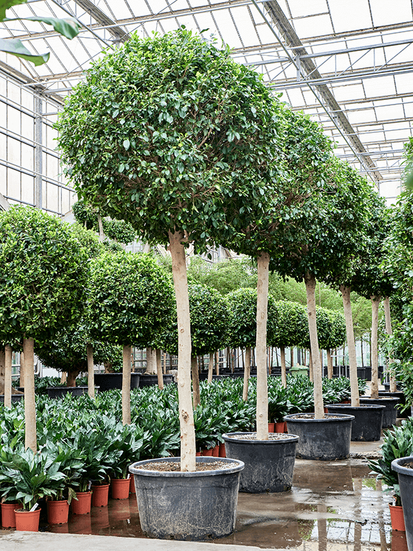 Planta naturala de interior Stem D200xH425cm Ficus microcarpa ‘Nitida’ PS95/55cm in pamant