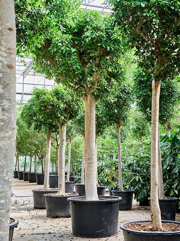 Planta naturala de interior Stem D200xH450cm Ficus microcarpa 'Nitida' PS110/68cm in pamant