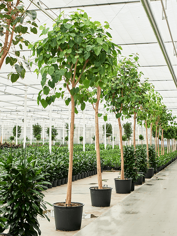 Planta naturala de interior Stem D200xH450cm Ficus religiosa (400-450) PS70/51cm in pamant