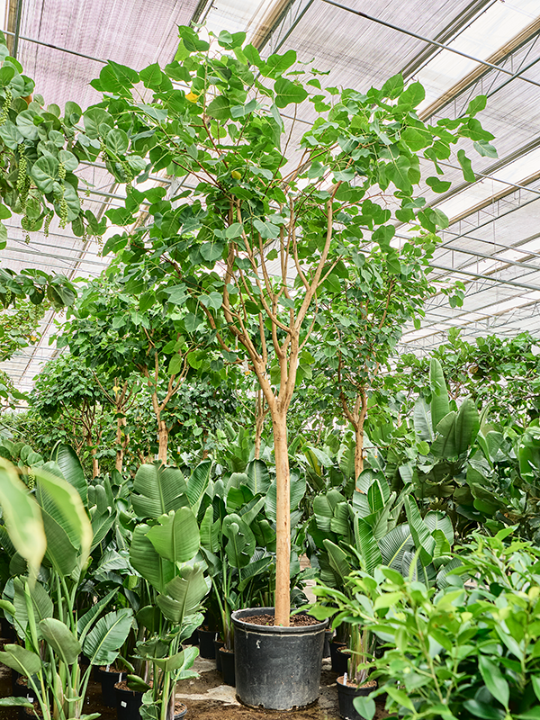 Planta naturala de interior Stem D200xH450cm Ficus religiosa (400-500) PS80/64cm in pamant