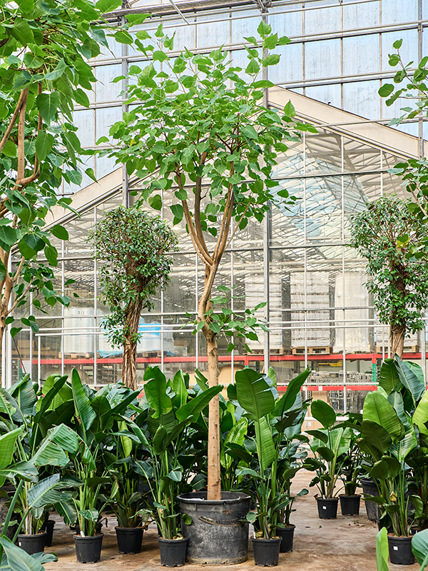 Planta naturala de interior Stem D200xH450cm Ficus religiosa (400-500) PS80/64cm in pamant