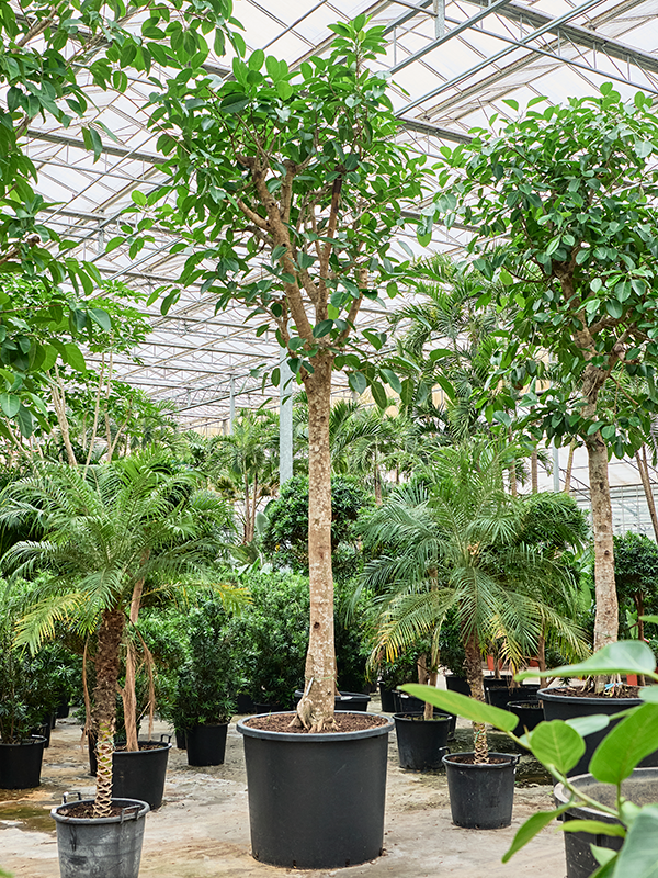 Planta naturala de interior Stem D200xH480cm Ficus altissima (480-550) PS122/82cm in pamant