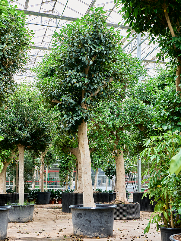 Planta naturala de interior Stem D200xH485cm Ficus rubiginosa 'Australis' PS110/68cm in pamant