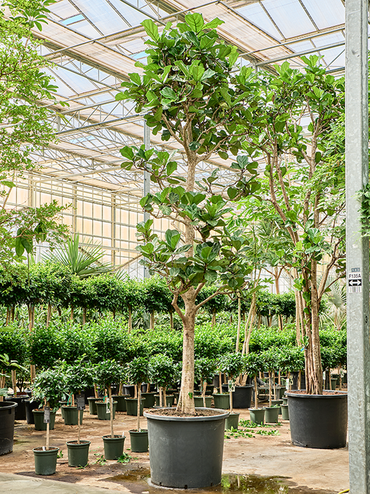 Planta naturala de interior Stem D200xH500cm Ficus lyrata PS102/82cm in pamant