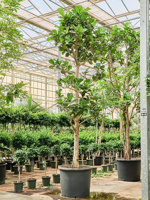 Planta naturala de interior Stem D200xH500cm Ficus lyrata PS102/82cm in pamant