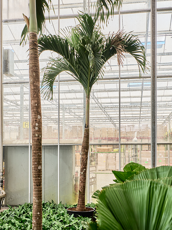 Planta naturala de interior Stem D200xH500cm Veitchia (adonidia) merrillii PS60/50cm in pamant