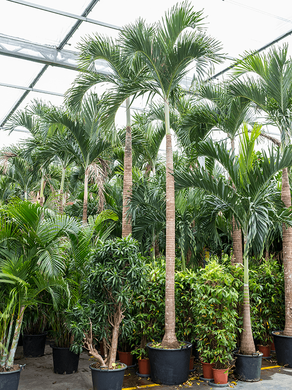 Planta naturala de interior Stem D200xH550cm Veitchia (Adonidia) merrillii PS80/51cm in pamant