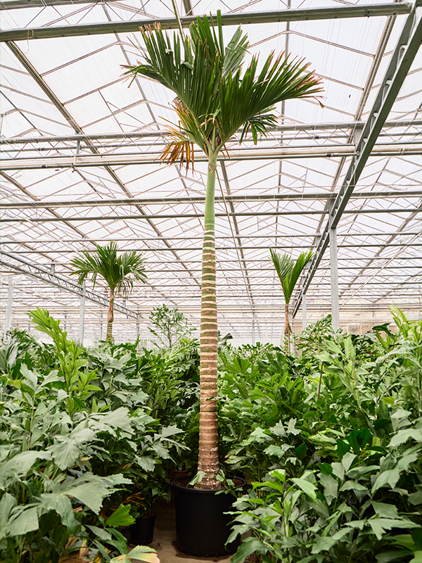 Planta naturala de interior Stem D200xH560cm Areca catechu dwarf (550-580) PS80/65cm in pamant