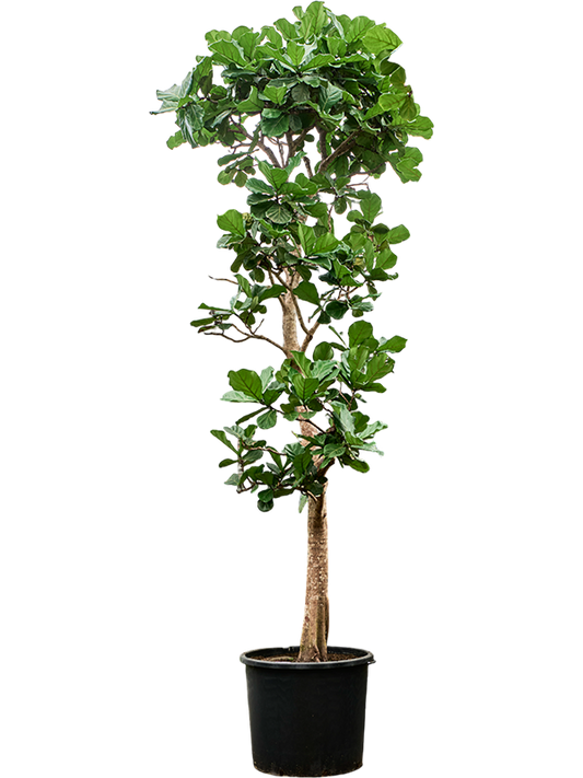Planta naturala de interior Stem D200xH575cm Ficus lyrata PS102/82cm in pamant