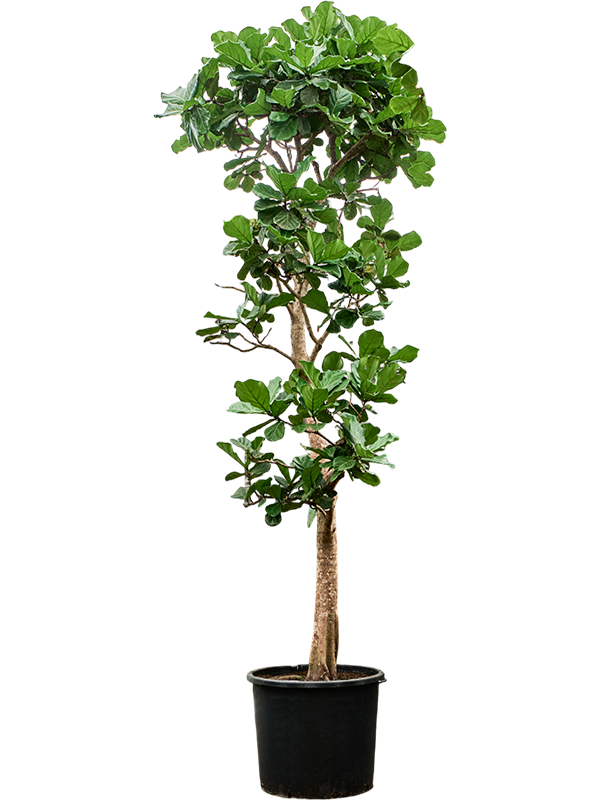 Planta naturala de interior Stem D200xH575cm Ficus lyrata PS102/82cm in pamant