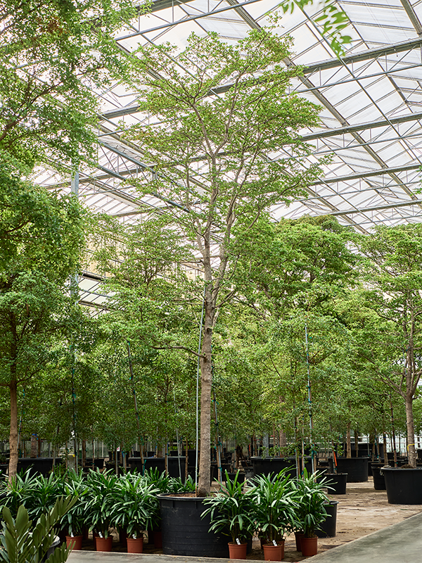 Planta naturala de interior Stem D200xH625cm Bucida buceras 'Shady Lady' (600-650) PS140/90cm in pamant