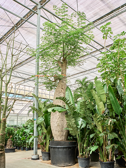 Planta naturala de interior Stem D200xH685cm Chorisia speciosa PS140/120cm in pamant