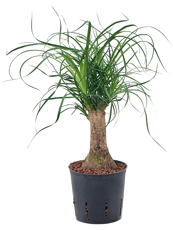 Planta naturala de interior Stem D20xH55cm Beaucarnea recurvata P13/12cm in hidrogranule