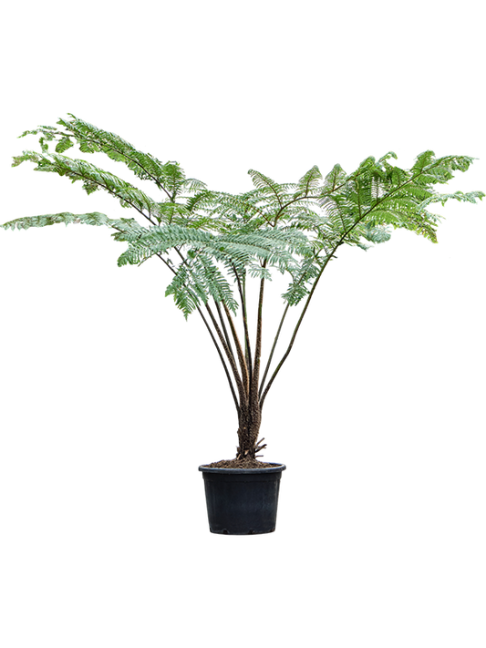 Planta naturala de interior Stem D220xH250cm Cyathea cooperi PS55/45cm in pamant
