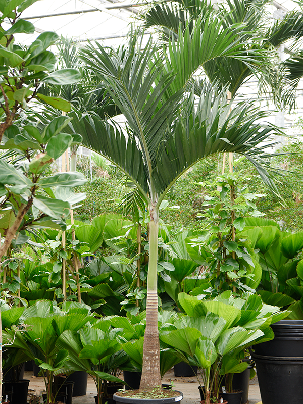 Planta naturala de interior Stem D220xH340cm Veitchia (Adonidia) merrillii PS55/44cm in pamant
