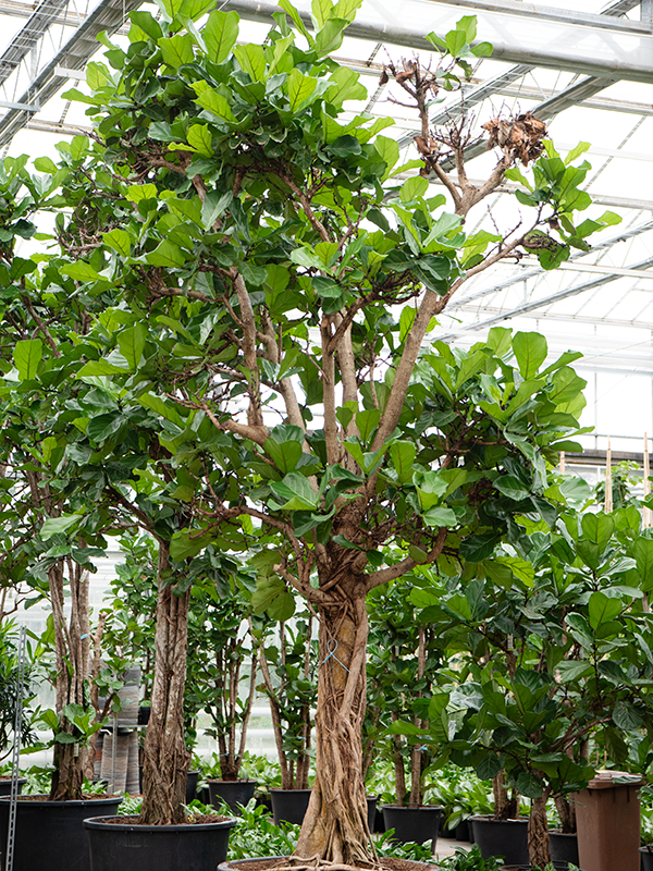 Planta naturala de interior Stem D220xH450cm Ficus lyrata PS110/68cm in pamant