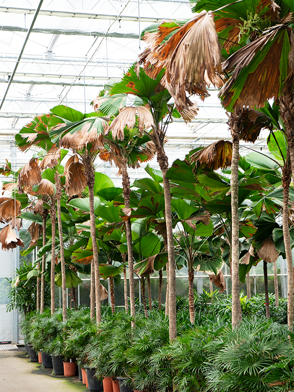 Planta naturala de interior Stem D220xH450cm Licuala grandis (440-475) PS60/44cm in pamant