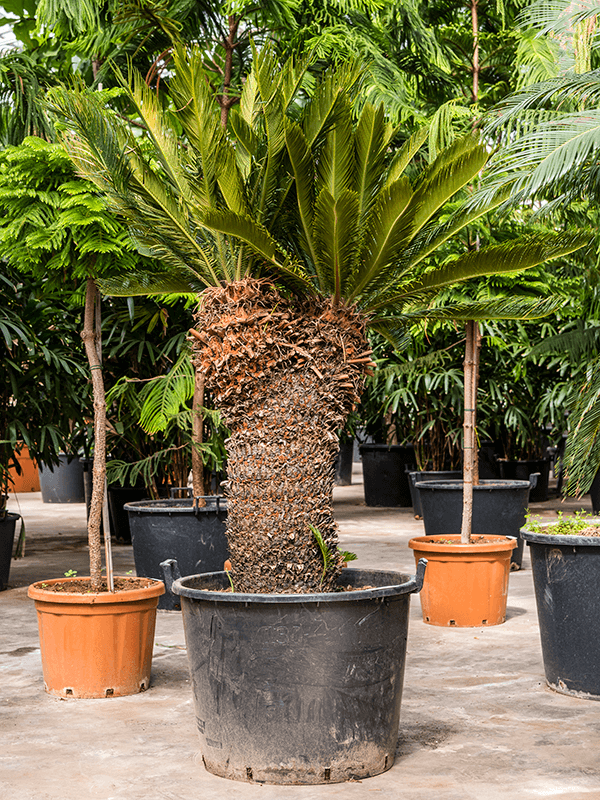 Planta naturala de interior Stem D225xH150cm Cycas revoluta PS70/51cm in pamant