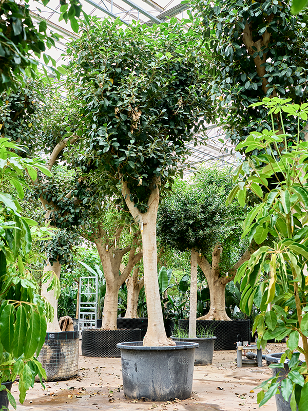 Planta naturala de interior Stem D240xH490cm Ficus rubiginosa 'Australis' PS110/68cm in pamant