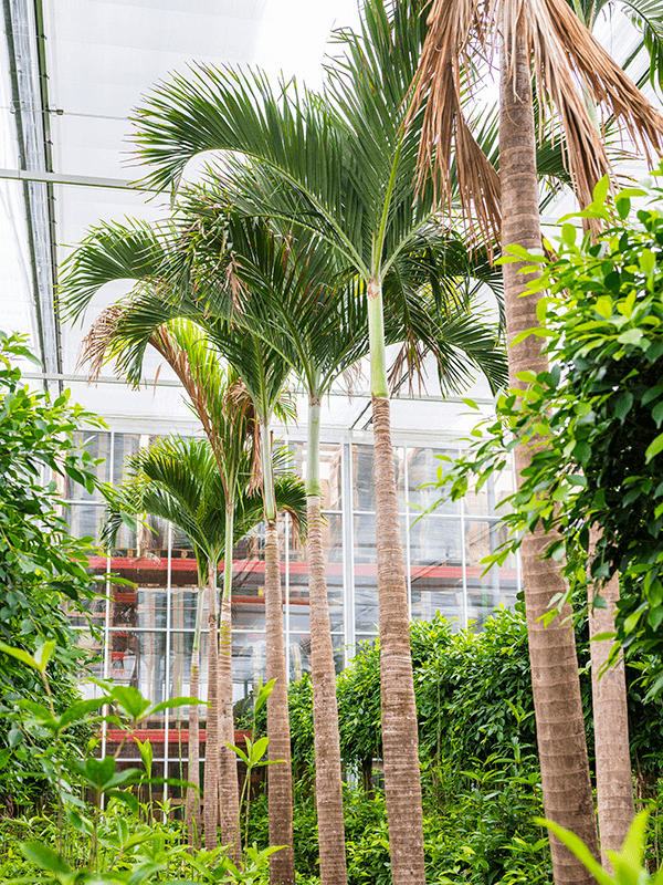 Planta naturala de interior Stem D240xH575cm Veitchia (adonidia) merrillii PS80/51cm in pamant