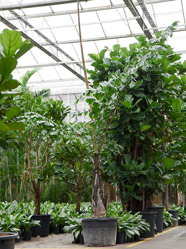 Planta naturala de interior Stem D250xH400cm Caryota urens PS70/51cm in pamant