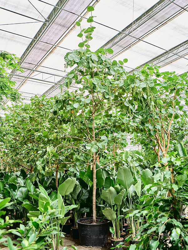 Planta naturala de interior Stem D250xH400cm Coccoloba uvifera PS96/43cm in pamant