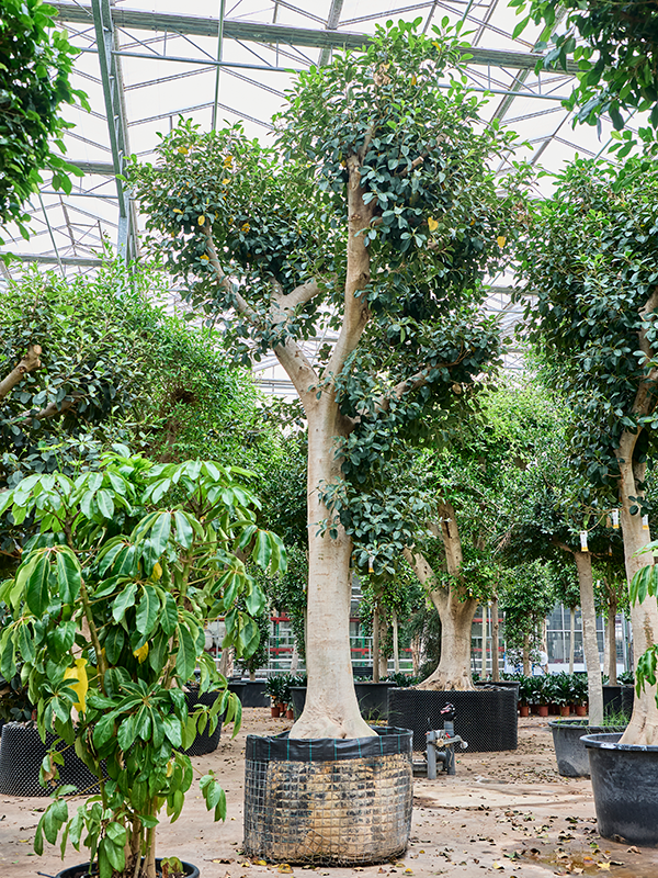 Planta naturala de interior Stem D250xH500cm Ficus rubiginosa 'Australis' PS115/80cm in pamant