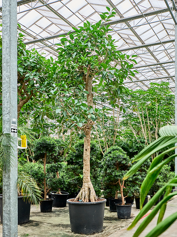 Planta naturala de interior Stem D250xH525cm Ficus altissima PS122/82cm in pamant