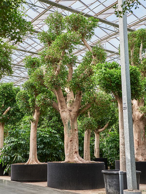 Planta naturala de interior Stem D250xH650cm Ficus microcarpa 'Nitida' (600-700) PS190/90cm in pamant