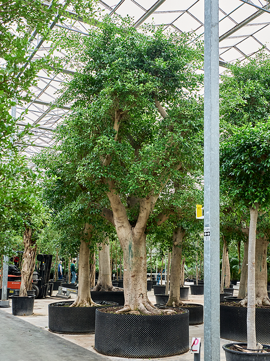 Planta naturala de interior Stem D250xH700cm Ficus microcarpa 'Nitida' (600-700) PS190/90cm in pamant