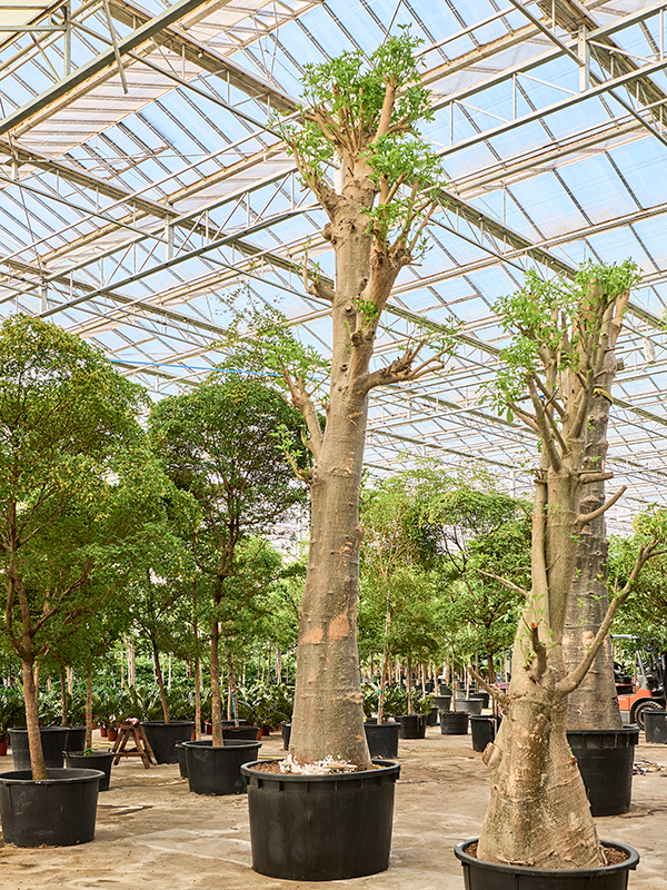 Planta naturala de interior Stem D250xH725cm Adansonia digitata PS155/100cm in pamant