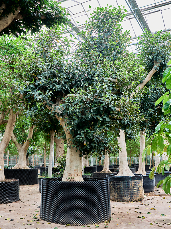 Planta naturala de interior Stem D260xH445cm Ficus rubiginosa 'Australis' PS130/75cm in pamant