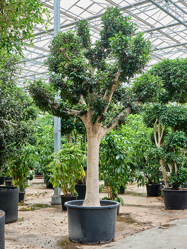 Planta naturala de interior Stem D265xH465cm Ficus microcarpa 'Nitida' PS110/68cm in pamant