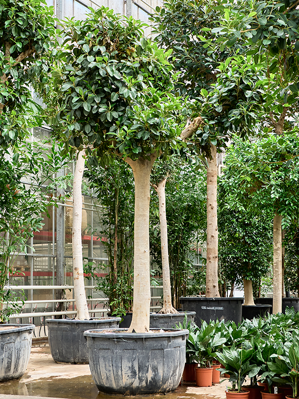 Planta naturala de interior Stem D270xH420cm Ficus rubiginosa 'Australis' PS115/65cm in pamant