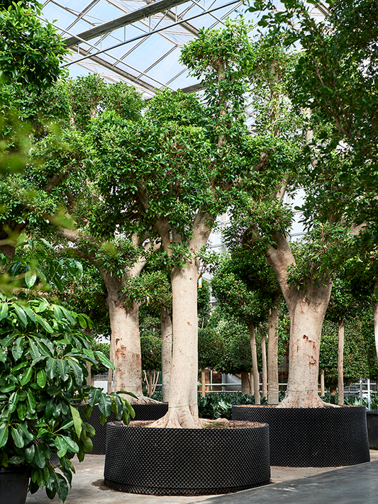 Planta naturala de interior Stem D275xH525cm Ficus microcarpa 'Nitida' PS170/68cm in pamant