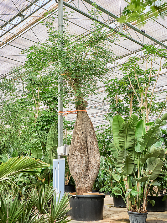 Planta naturala de interior Stem D275xH760cm Chorisia speciosa PS140/90cm in pamant
