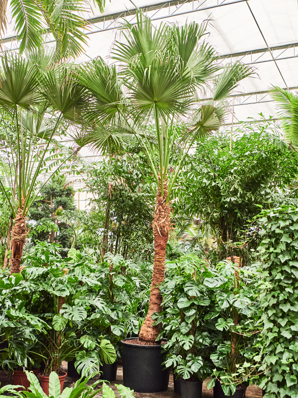 Planta naturala de interior Stem D300xH575cm Livistona chinensis PS75/52cm in pamant