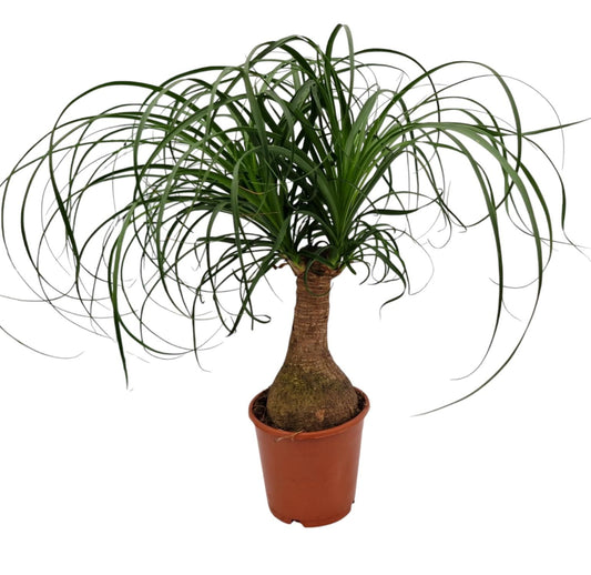 Planta naturala de interior Stem D30xH40cm Beaucarnea recurvata PS14/11cm in pamant