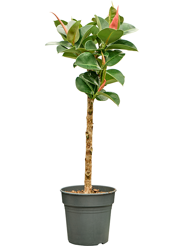 Planta naturala de interior Stem D30xH80cm Ficus elastica 'Cloe' PS21/20cm in pamant